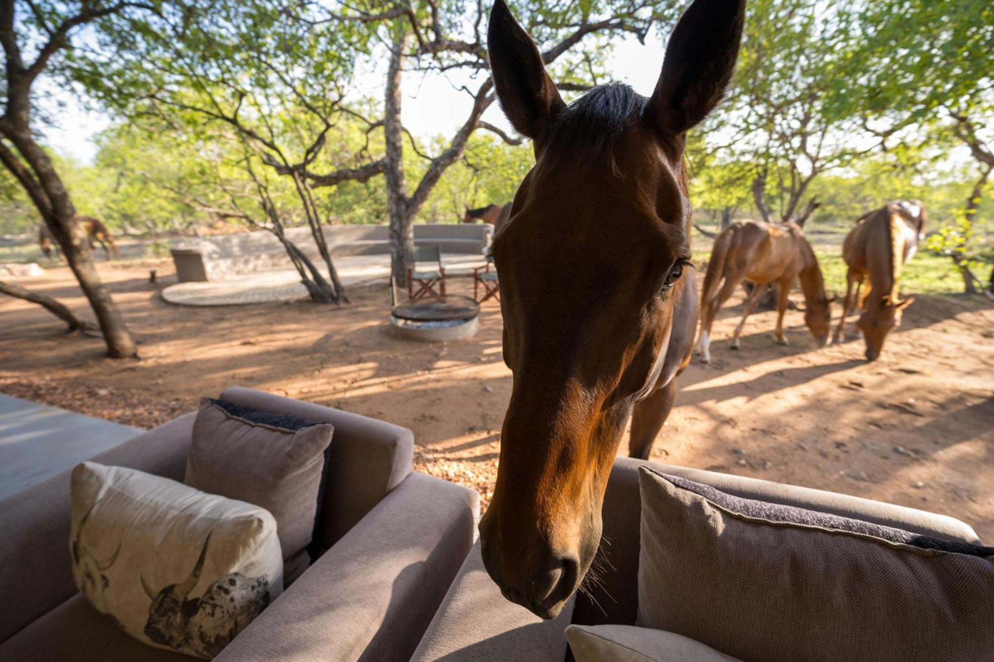 Raptors Luxury Villa Hoedspruit